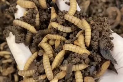 Black soldier fly larvae mixed with rearing substrate, held in a gloved hand.