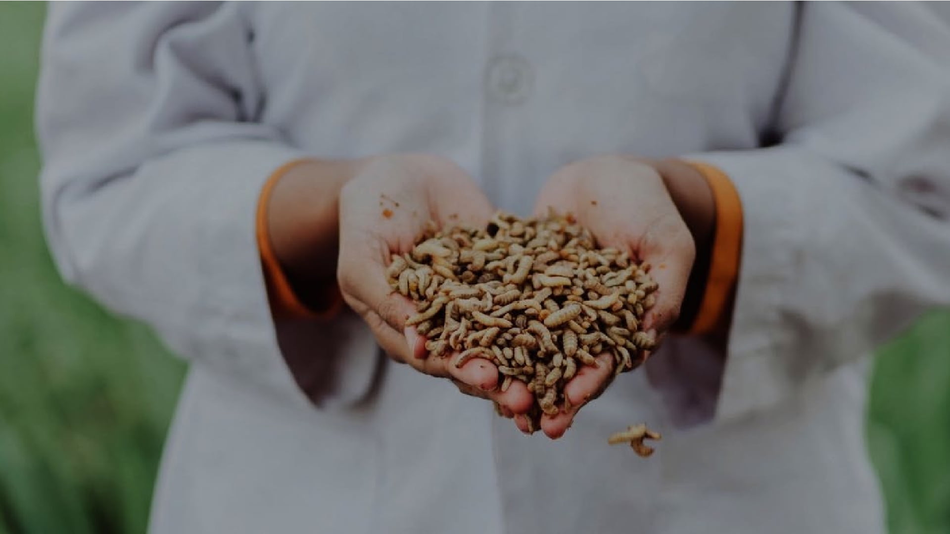 From biowaste to animal feed and frass with BSF larvae | BSF production