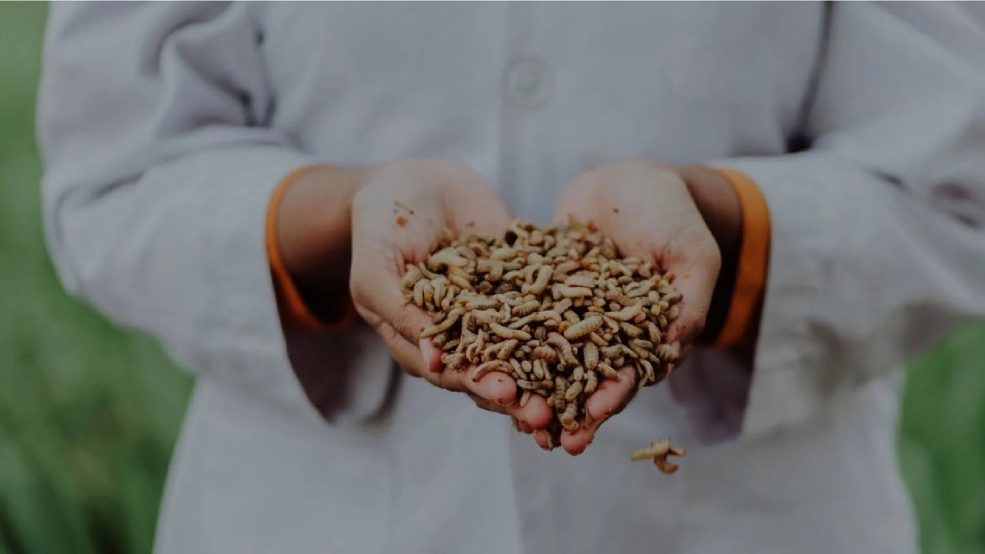 From biowaste to animal feed and frass with BSF larvae | BSF production