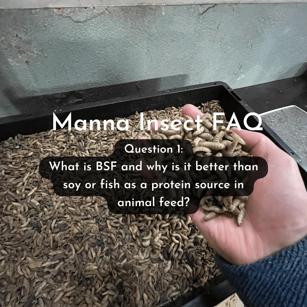 What is BSF and why is it better than soy or fish as a protein source in animal feed