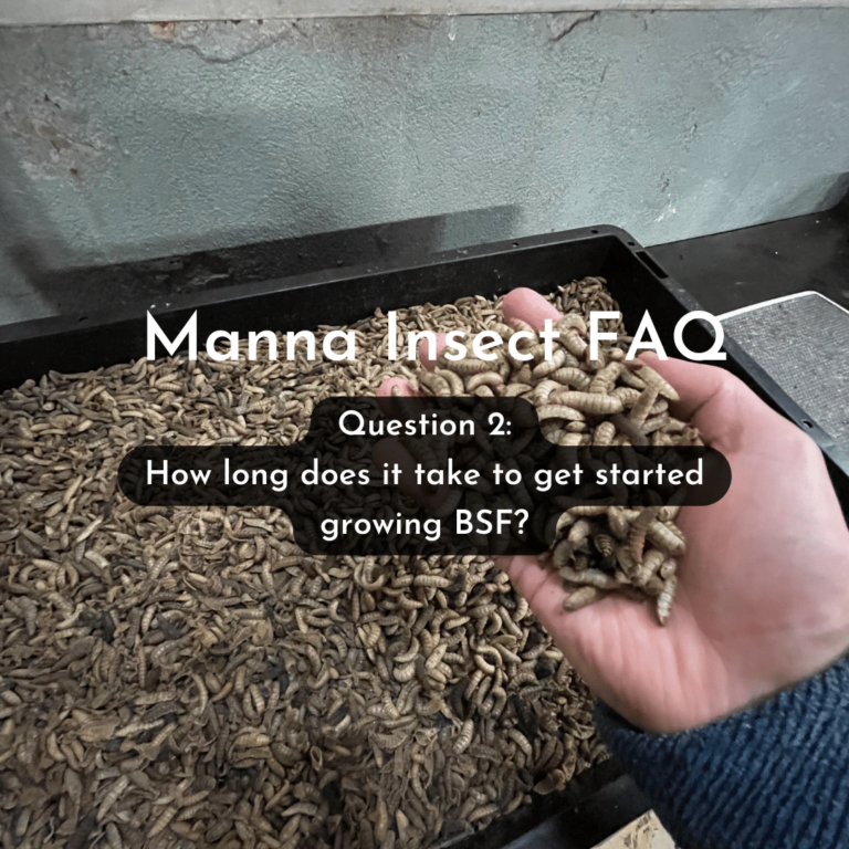 How long does it take to get started growing BSF?