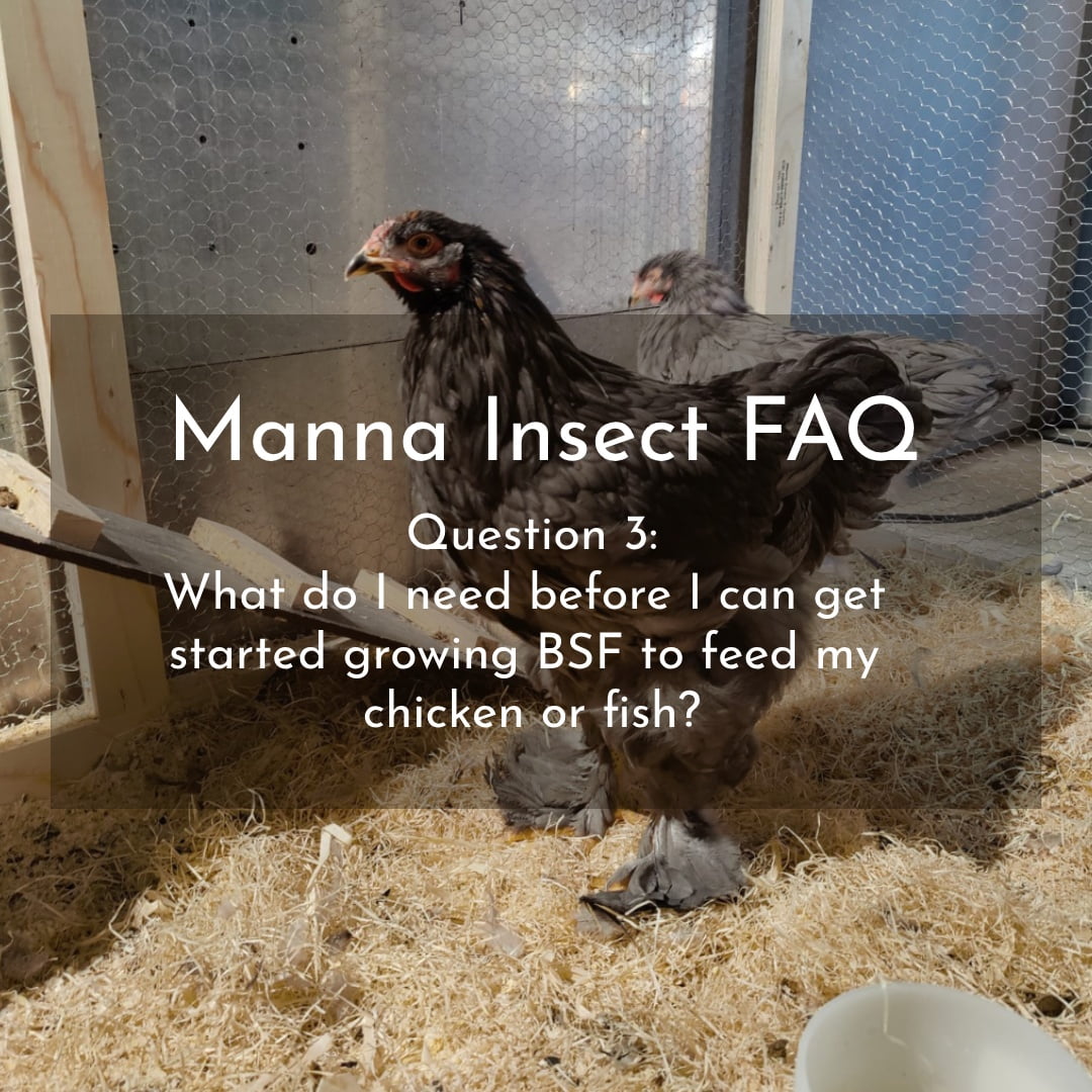 FAQ: What do I need before I can get started growing BSF to feed my chicken or fish?