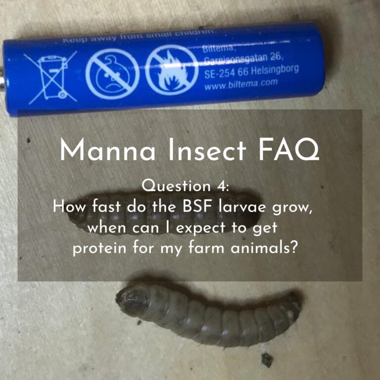 FAQ: How fast do the BSF larvae grow, when can I expect to get protein for my farm animals?