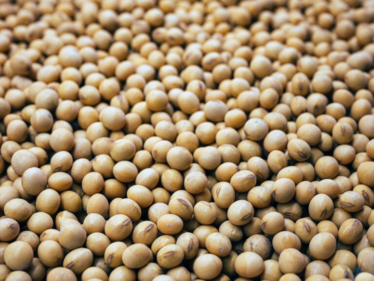 Soybeans | benefits of BSF larvae | Manna Insect