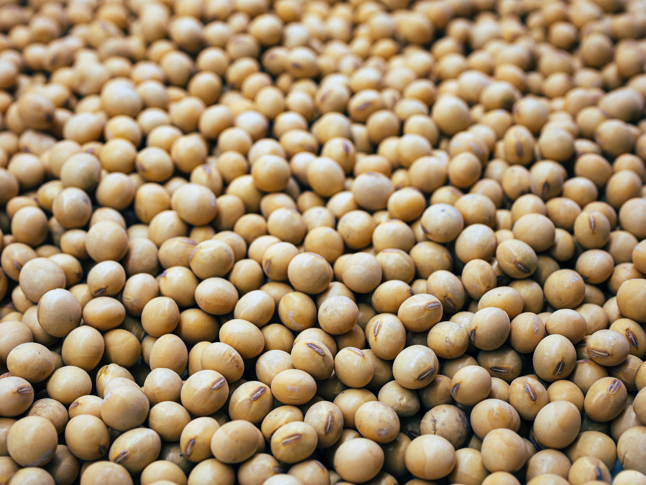 Soybeans | benefits of BSF larvae | Manna Insect