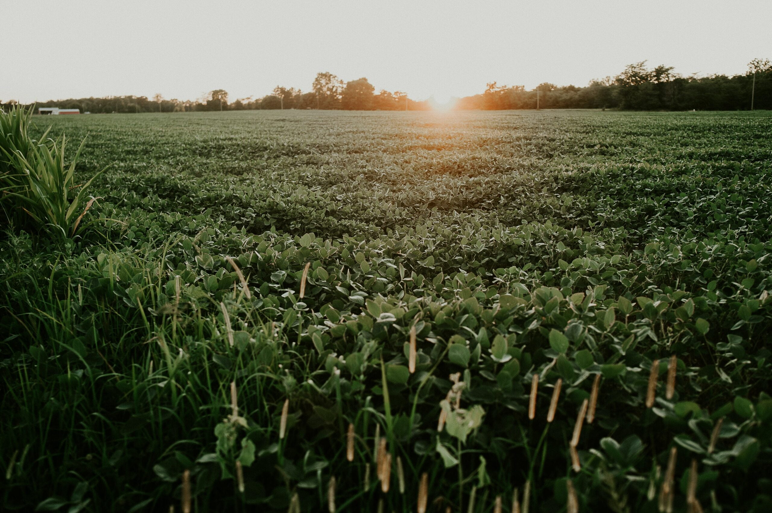 soybean field | benefits of BSF larvae | easy in any weather conditions | Manna Insect