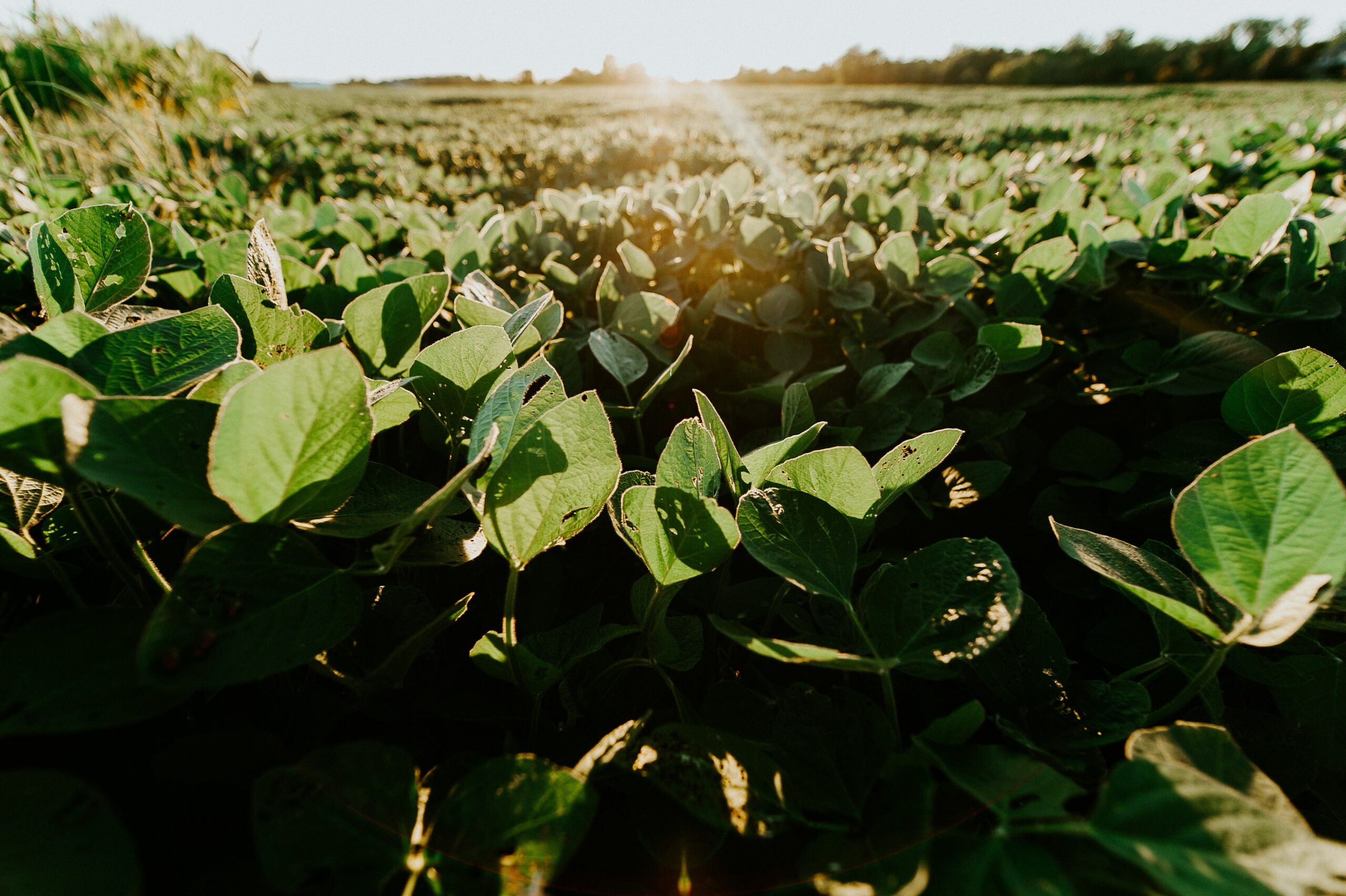Soy field | BSF as replacement | Nutritional value | Manna Insect