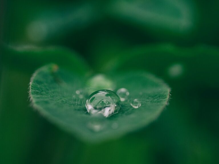 Green leaf with water drops | Water consumption and the use of land area comparing soy and black soldier fly production for animal feed | Manna Insect