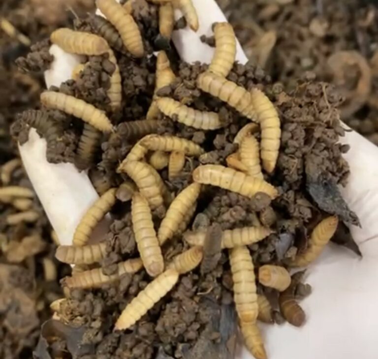BSF larvae and frass | Manna Insect