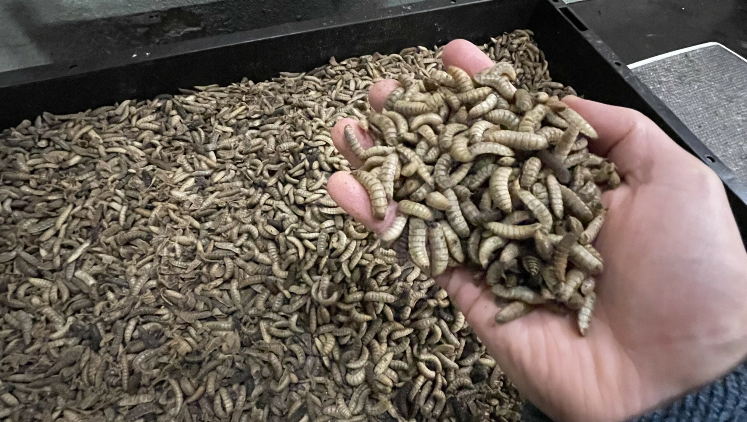 BSF larvae