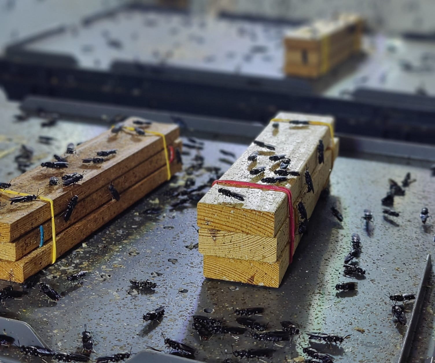 BSF flies and egg traps | article of the results of Manna Global Insect Industry Survey 2023 | Manna News
