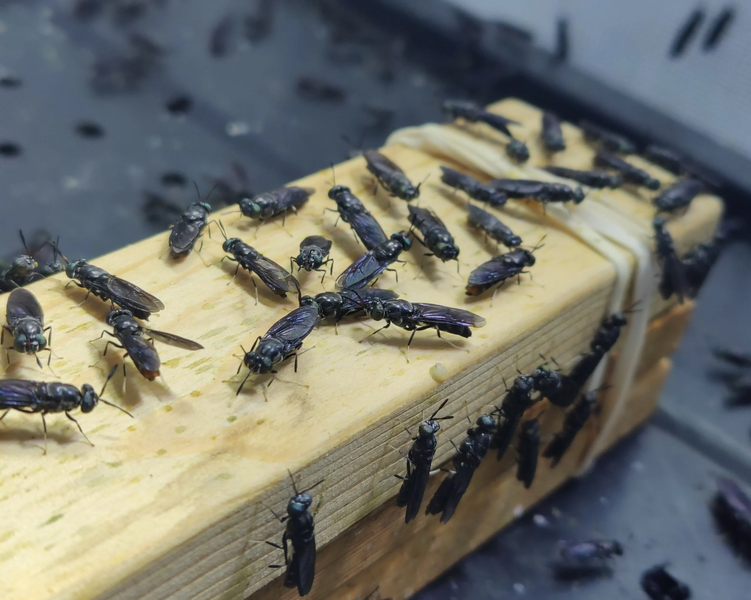 BSF flies on an egg trap in a breeding cage | Farming BSF | Manna Insect free webinar series season 3