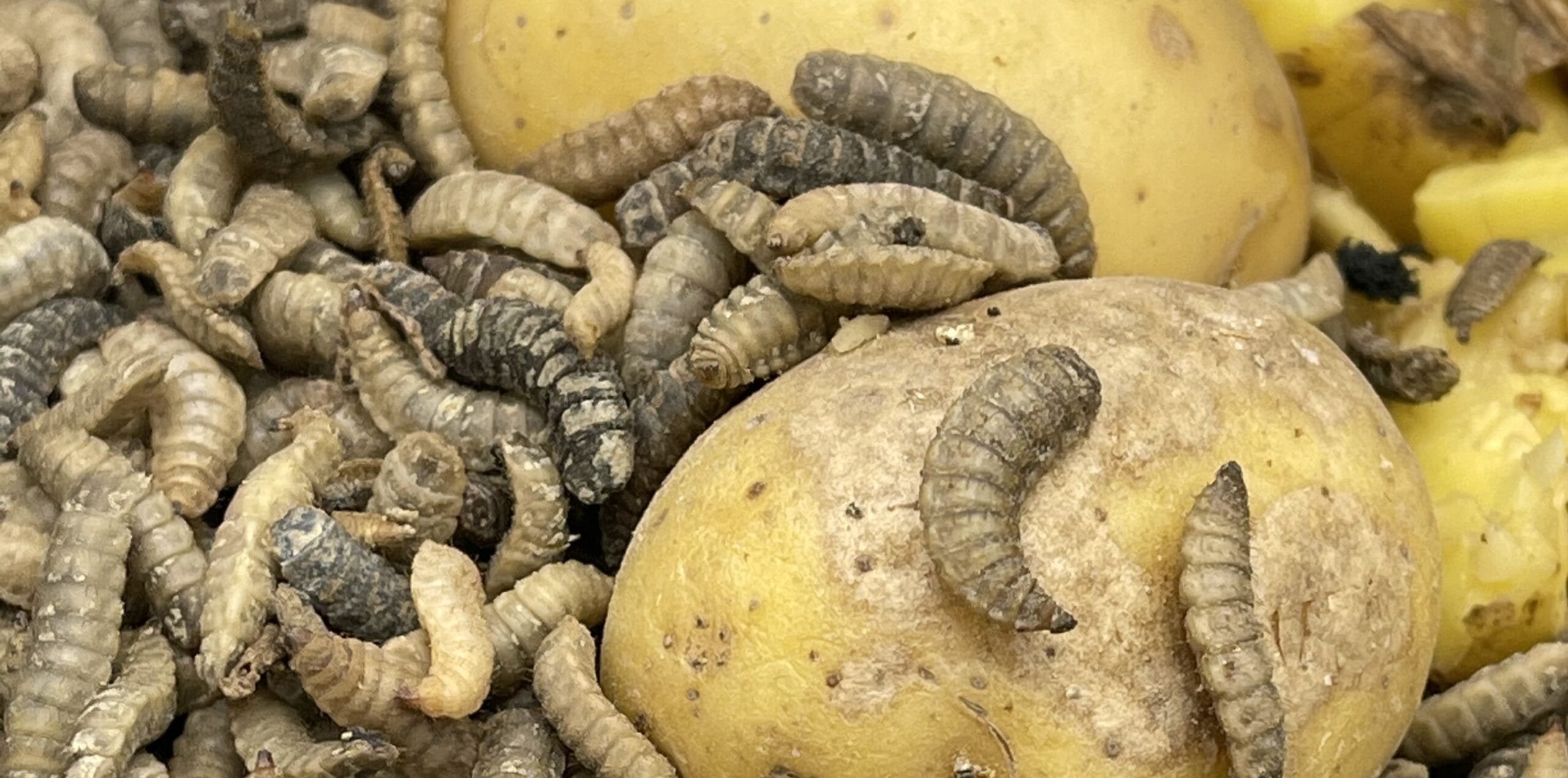 BSF larvae feeding on potatoes | What do black soldier flies eat?