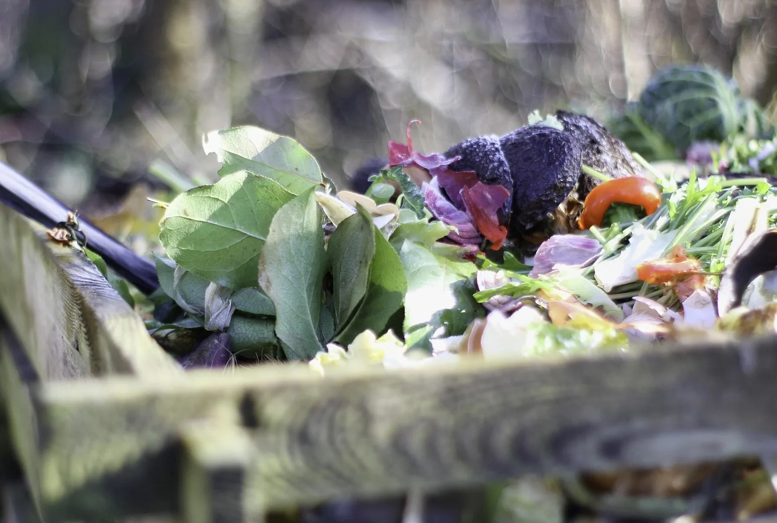 Organic waste | Environmental Benefits of Using Black Soldier Flies for Waste Management | Manna Insect