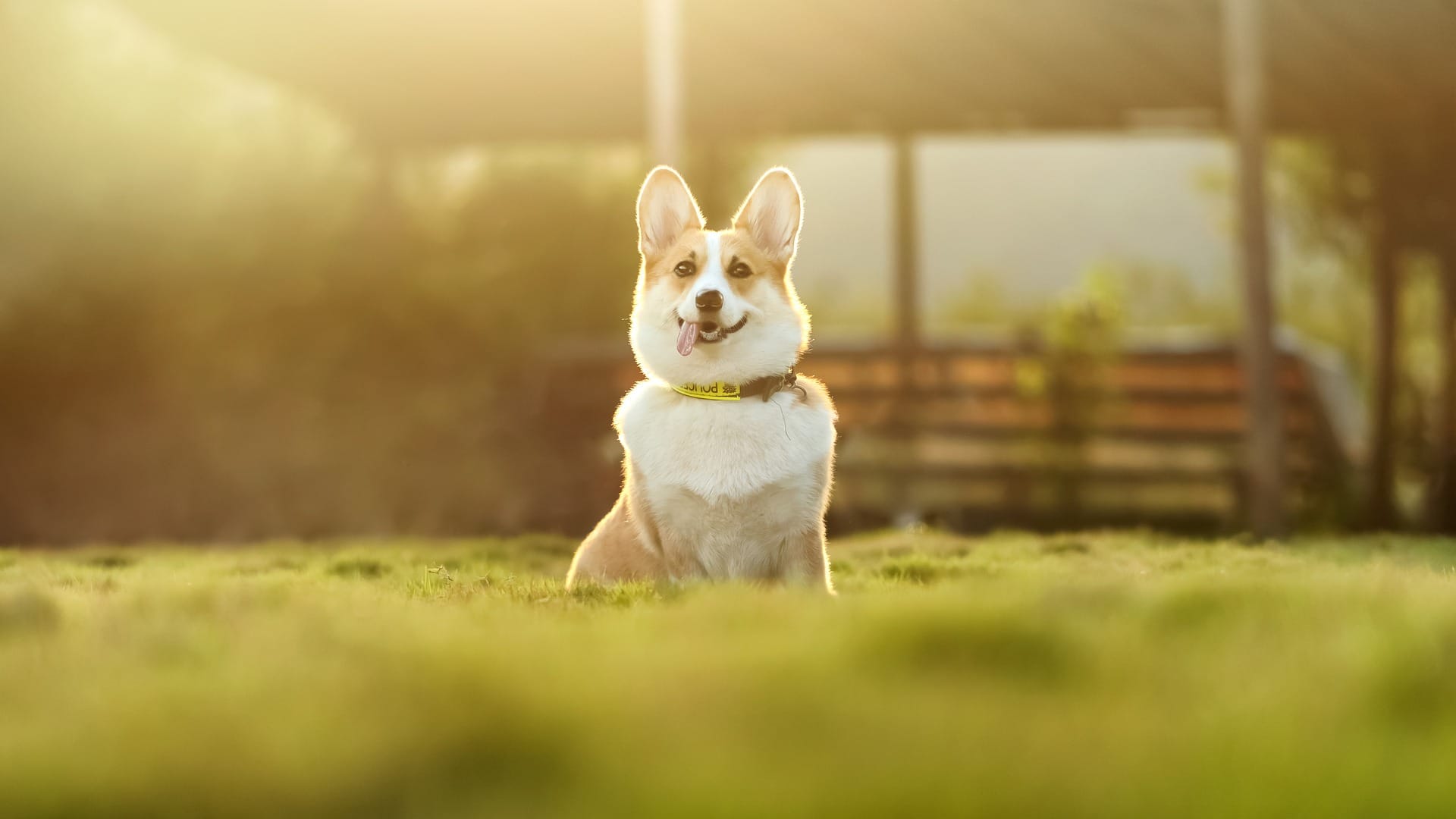 Happy corgi dog | The benefits of using BSF larvae as a pet food ingredient | Manna Insect