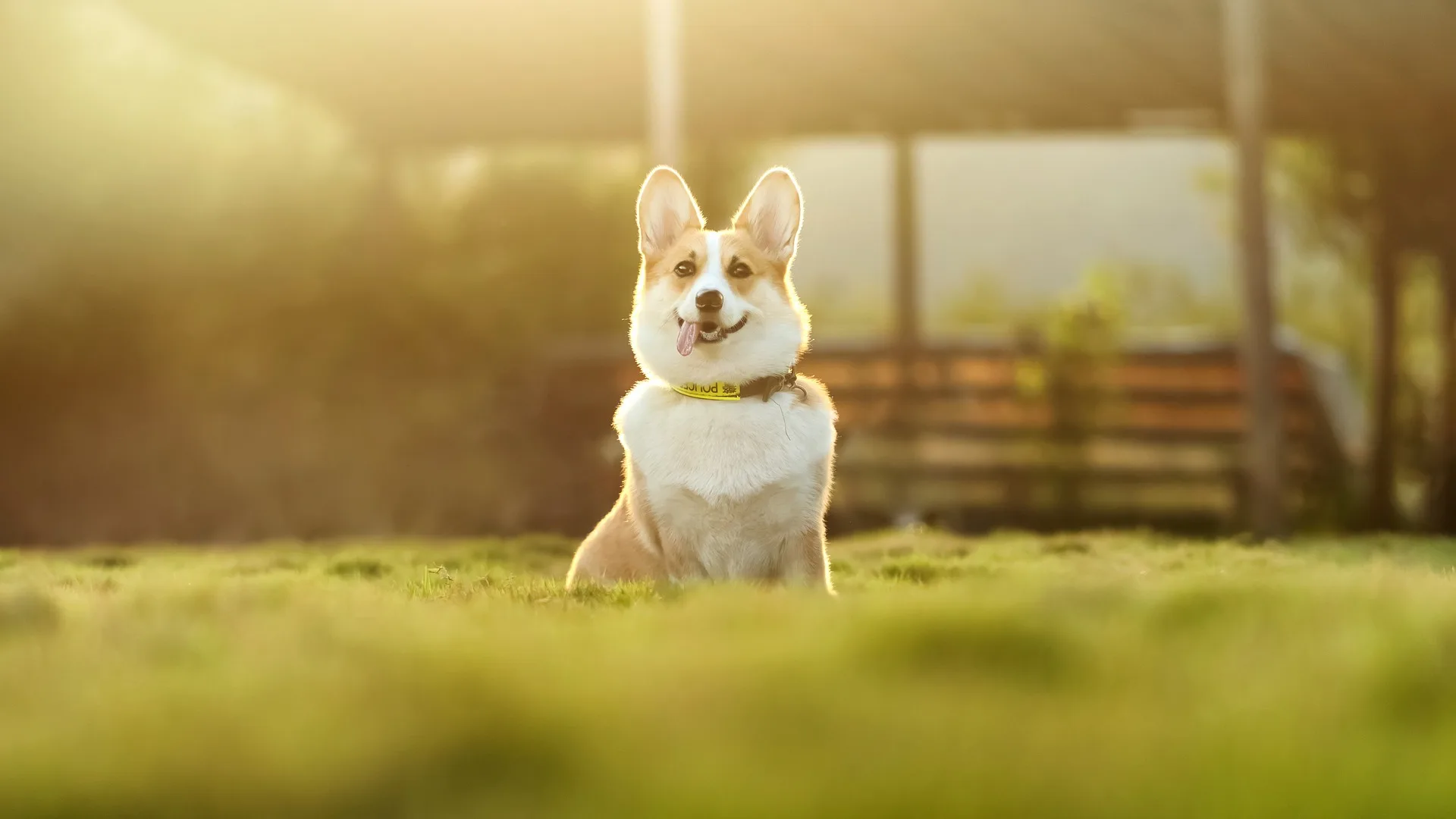 Happy corgi dog | The benefits of using BSF larvae as a pet food ingredient | Manna Insect