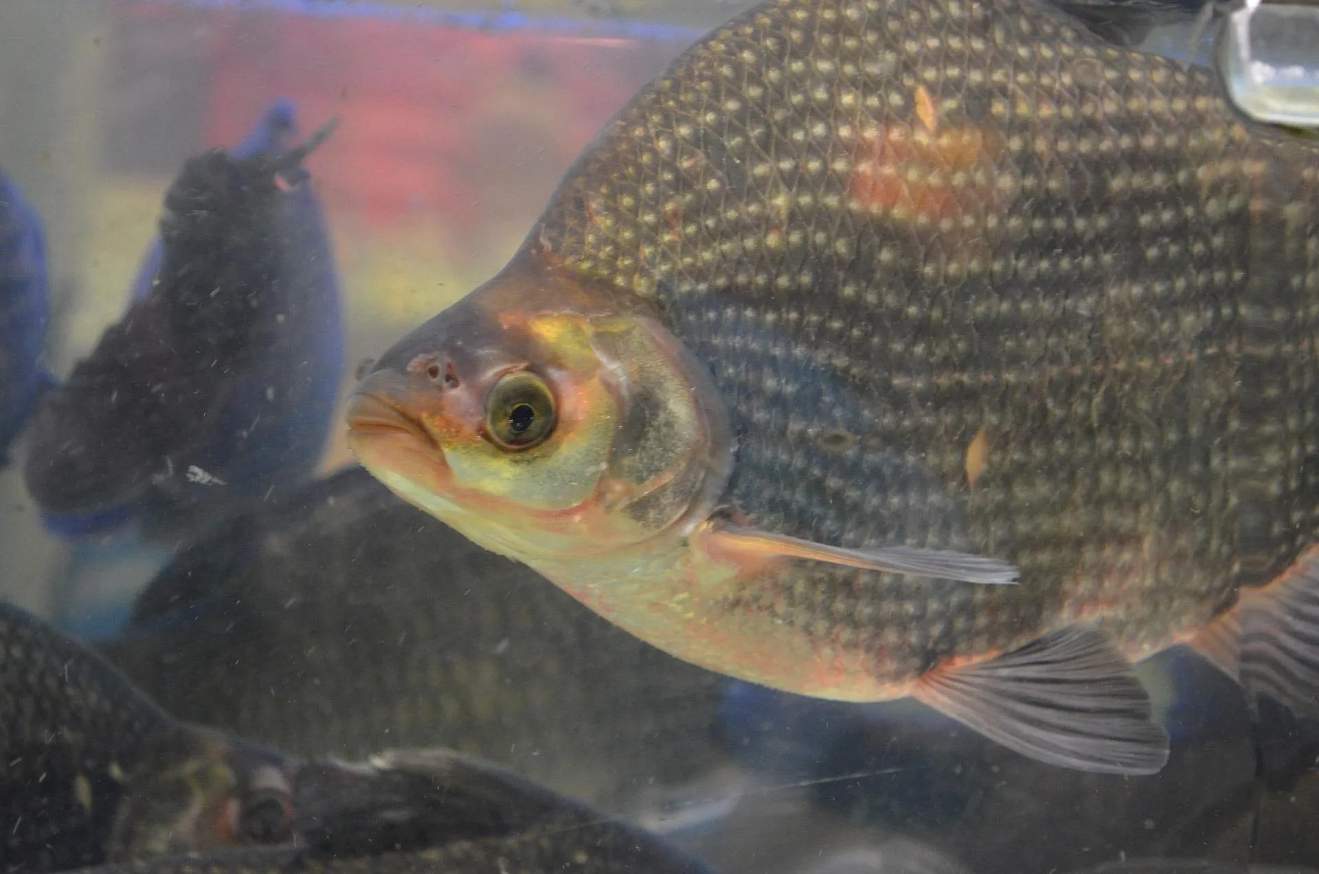 Tilapia fish | BSF larvae in fish feed: Benefits for aquaculture