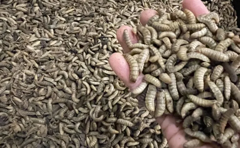 BSF larvae ready for drying and post-processing in a BSF farm | Manna Insect