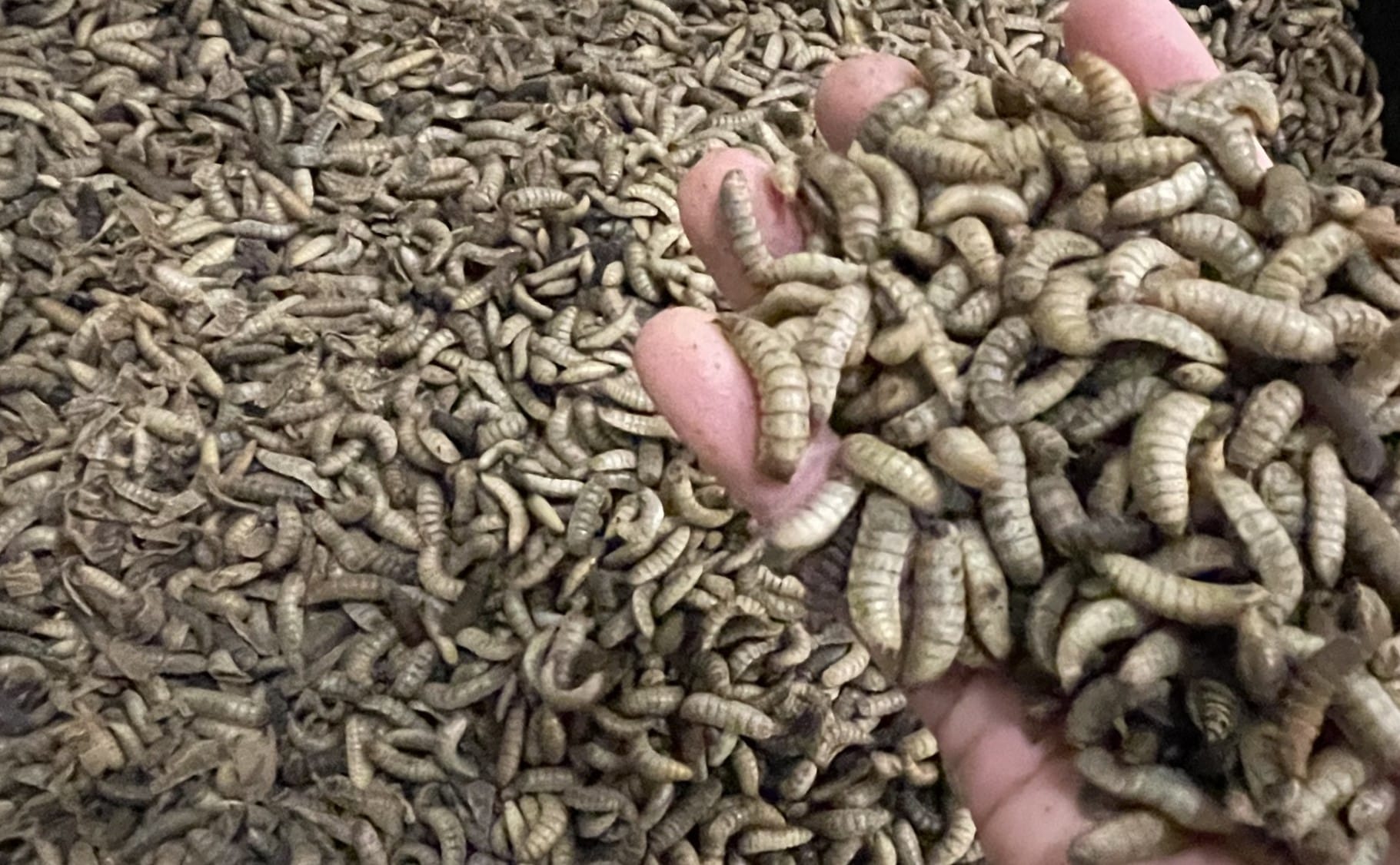 BSF larvae ready for drying and post-processing in a BSF farm | Manna Insect