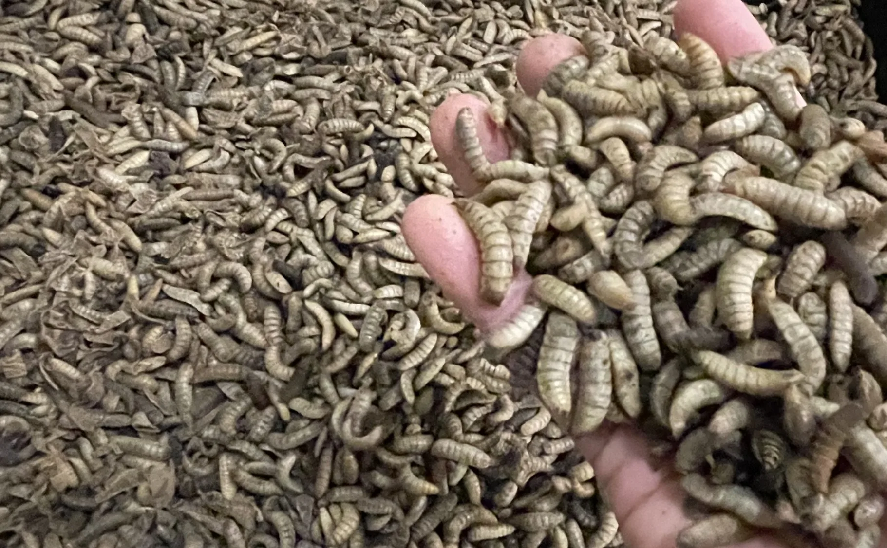 BSF larvae ready for drying and post-processing in a BSF farm | Manna Insect