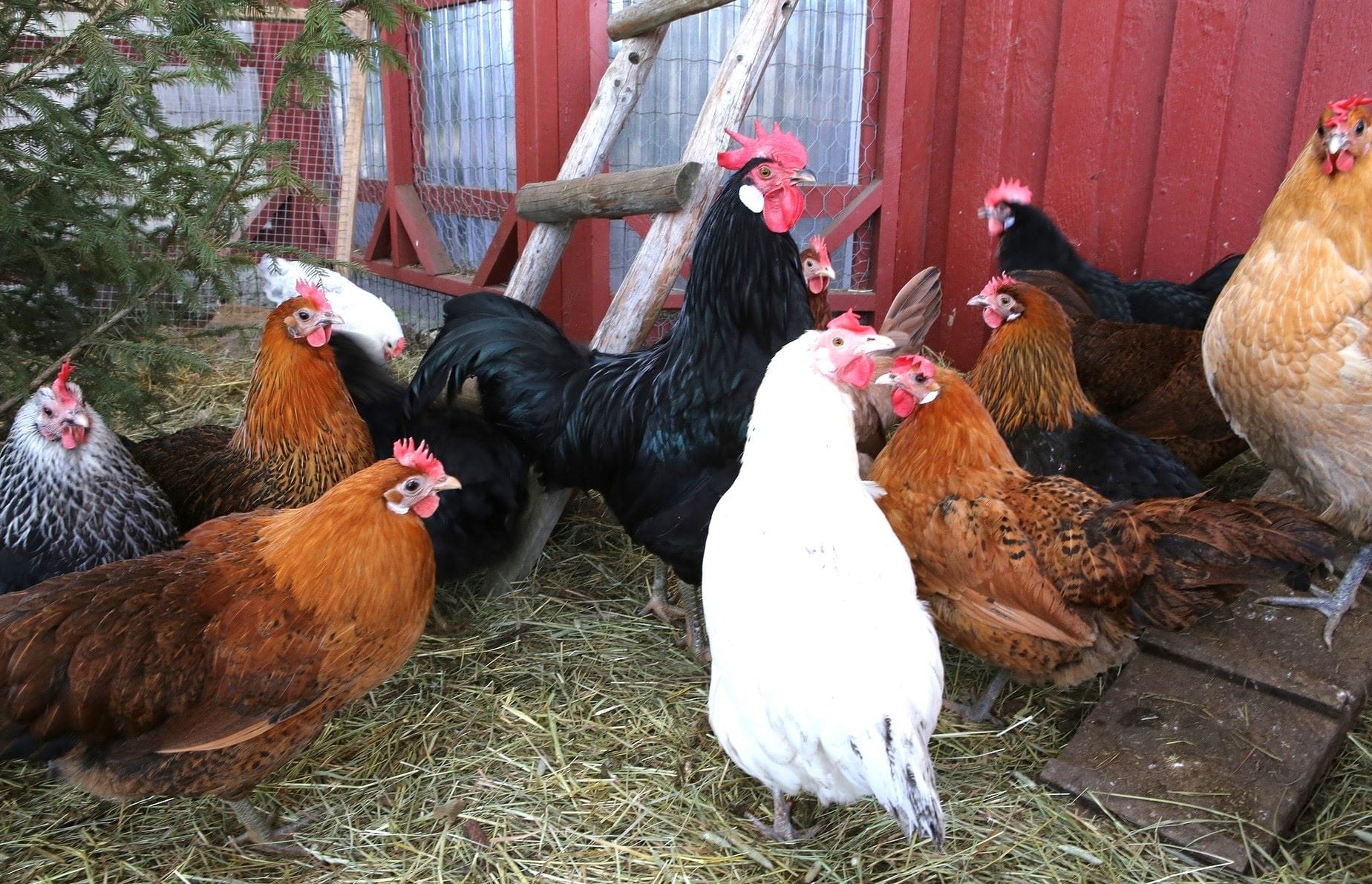 chickens | The benefits of farming black soldier fly and growing your own chicken feed | Manna Insect