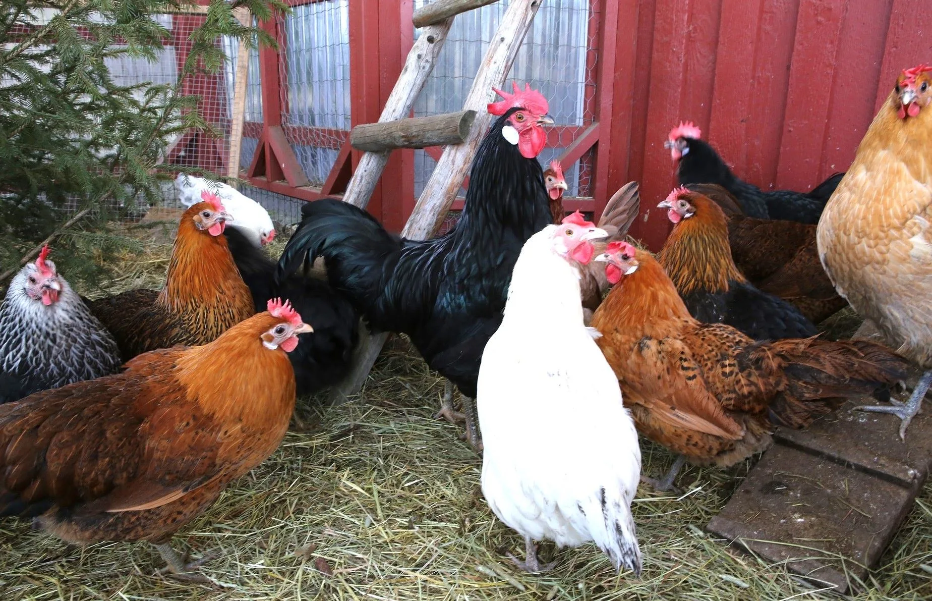 chickens | The benefits of farming black soldier fly and growing your own chicken feed | Manna Insect