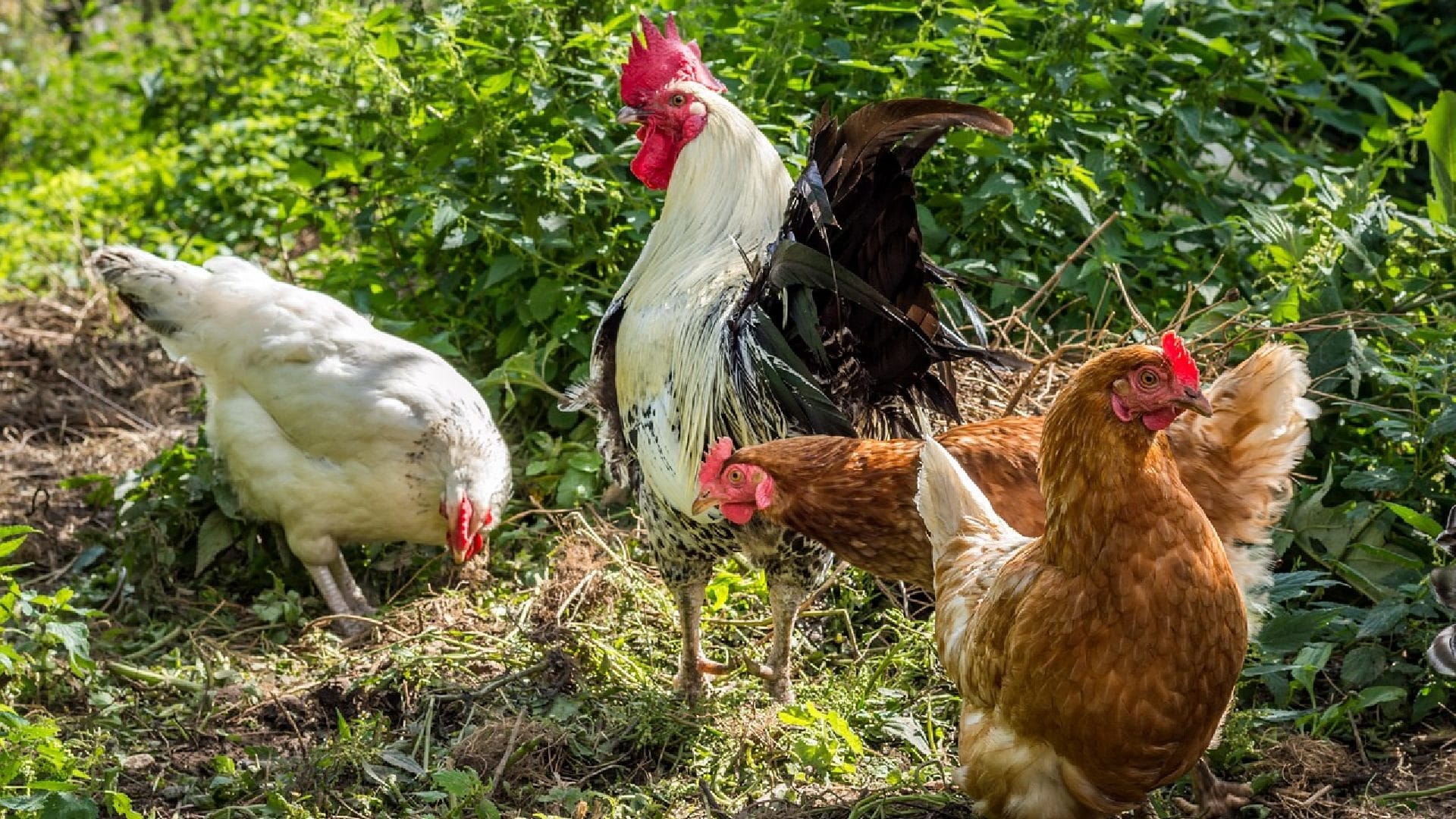 Chickens | Why BSF farming is beneficial for traditional animal farmers? | Manna Insect