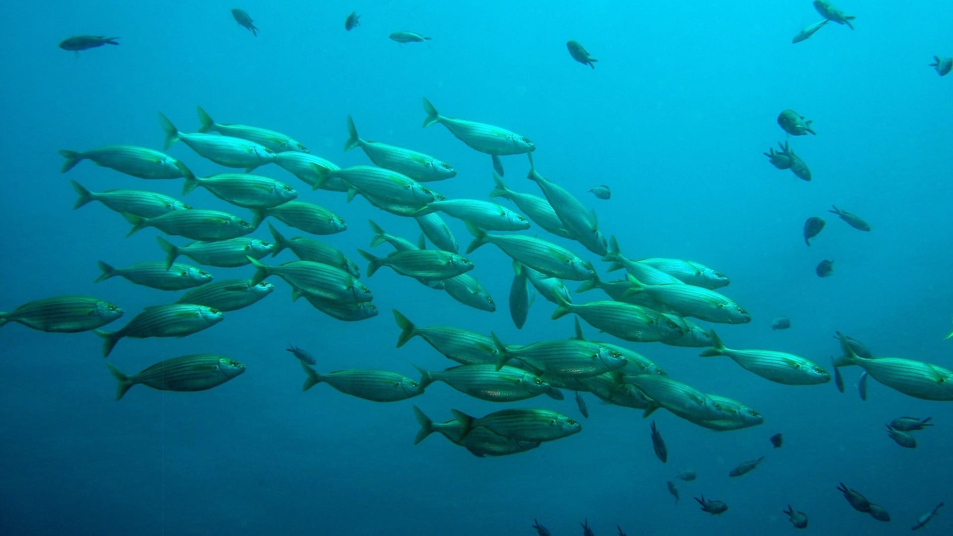 The benefits of farming BSF larvae for fish feed | Manna Insect