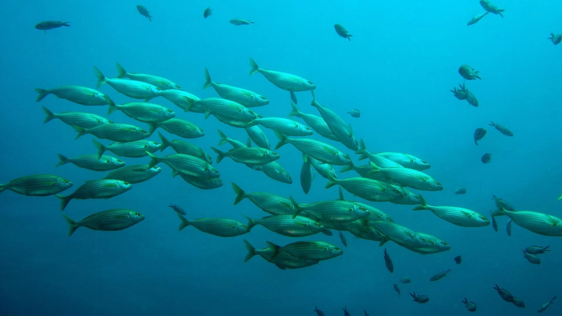 The benefits of farming BSF larvae for fish feed | Manna Insect